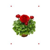 Kırmızı Şakayık Tohumu Kalıcı, Katlı Çiçek - 5 Adet