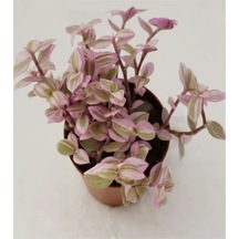 Videolu Pembe Beyaz Telgraf Çiçeği 1 Adet Saksılı 15-30cm Iç Mekan Bitkisi Pink Lady