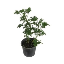 Itır Çiçeği Fidanı Küçük Boy 10-20 Cm