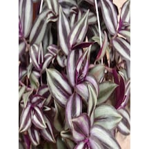 Tradescantia Zebrina Telgraf Çiçeği Askılı Saksıda 20-40cm