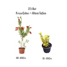 Kırmızı Renk Fırça Çalısı Fidanı+altuni Taflan Çit Bitkisi Fidanı 2'li Set Bahçe Bitkisi