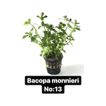 Bacoba Monnieri No:13