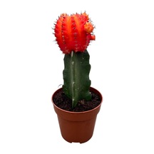 Gymnocalycium Mihanovichii - Turuncu 1 Adet