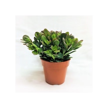 Crassula Ovata - Para Ve Şans Bitkisi - 20 Adet Sukulent