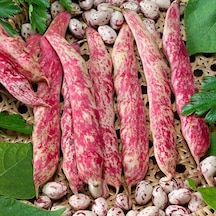 Oturak Barbunya Tohumu 25 GR Paket