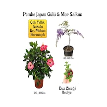 Pembe Japon Gülü Çiçeği+mor Salkım Ağacı Fidanı Buz Çiçeği Hediyeli Bahçe Peyzaj Seti