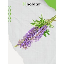 Hobitar Acı Bakla Lüpen Çiçek Tohumu 80 Adet