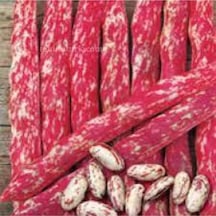 150 Adet Oturak Barbunya Tohumu