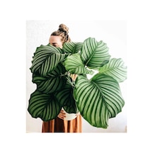 Calathea Orbifolia (Dua Çiçeği) 20-30 cm