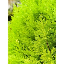 Videolu Limon Çamı Kokulu Limoni Selvi 50-70 Cm 1 Adet Saksılı Dış Mekan Ağaç Cupressus Macrocarpa