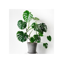 Deve Tabanı Bitkisi 90 110 Cm Monstera Deliciosa, Bts05032025byb90 Diğer