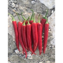 Yerli Acı Biber Tohumu 10 GR Ort 1200 Ad Tohum N11911