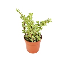 Yeşim Ağacı Çiçeği - Portulacaria Afra Variegata 10 Adet