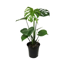 Serada Decor Plant Monstera Deliciosa Deve Tabanı Bitkisi 40-50 Cm İç Mekan Bitkisi Ofis Bitkisi