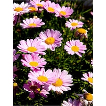 Açık Pembe Çeşme Papatyası 1 Adet Saksılı/ Tüplü 30-65 Cm Çeşme Pink Daisy