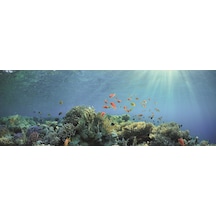 Kanki Pet Kp18565030 Akvaryum Arka Fon Yapıştırma 185 X 65 Cm