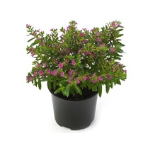 Kufeya Çiçeği Fidanı Cuphea Hyssopifolia 10-20 Cm