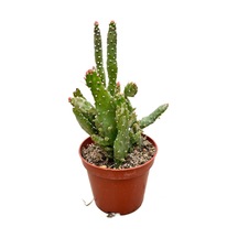 Opuntia Monacantha 'Variegata' (Kaktüs) Ø8,5 CM Y10-15 CM