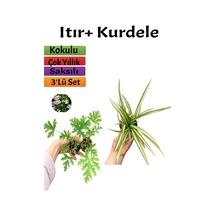 2 Adet Itır Çiçeği+ Kurdele Çiçeği Seti 5-15 Cm Dış Mekan Bitkileri