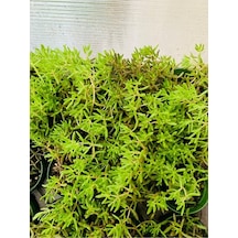 Dam Koruğu Sedum Sukulent