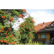Pembe Trompet Campsis Radicans Çiçeği Ağacı Tohumu 5 Tohum