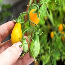 Armut Görünümlü Yellow Pear Domates Tohumu 15 Tohum 1 Paket