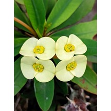 Videolu Sarı Milli Dikenler Tacı 1 Adet Saksılı 15-25cm Iç Mekan Salon Ofis Bitkisi Euphorbia