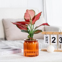 Etli Hidroponik Bitkiler Pot Kendi Kendine Sulandırma Flowerpot Kapalı Mini Ekici Tencere Masa Saksı Bahçe Bonsai Dekor