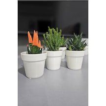 3 Lü Porselen Kaktüs Saksılığı, Kaktüs Saksısı Krem