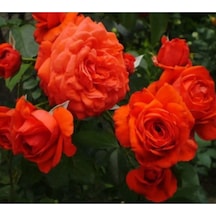Ponpon Nar Çiçeği 3 Adet Gül Fidanı Yediveren 50-80 Cm Pomegranate Blossom Rose Sapling