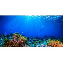 Kanki Pet Kp1256332 Akvaryum Arka Fon Yapıştırma 125 X 63 Cm