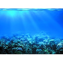 Kanki Pet 55 cm KP5540022 Akvaryum Arka Fon Yapıştırma  55x40 cm