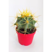 Ferocactus Glaucescens Sarı Dikenli Nadir Özel Tür Kaktüs Büyük B