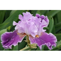 2 Adet Renkli Iris (Süsen) Çiçeği Soğanı - ADAFDN0209