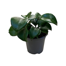 Hoya Quinquenervia (Mum Çiçeği) Ø12 CM Y15-20 CM
