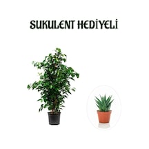 Hediyelik Yeşil Renk Benjamin Bitkisi Sevgililer Gününe Özel Sukulent Hediyeli