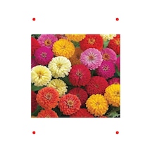 Karışık Renk Kirli Hanım Çiçeği Tohumu Zinnia - 5 Adet