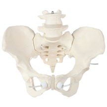 Elastik Bağlantılı Kadın Pelvis Modeli - Kadın Pelvis Maketi Hareketli 01