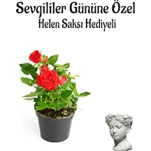Kadınlar Gününe Özel Hediyelik Kırmızı Renk Gül Fidanı Helen Saksı Hediyeli