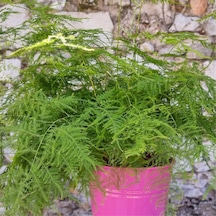 Tül Kuşkonmaz Asparagus Plumosus