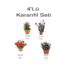 4'lü Set Alacalı Kırmızı- Kırmızı Karanfil + Koyu- Açık Pembe Karanfil Çiçeği Dış Mekan Bitkisi