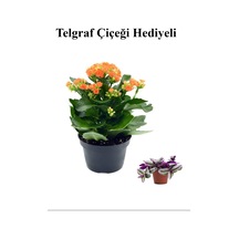 Kadınlar Gününe Özel Turuncu Renk Kalanşo-emel Hanım Çiçeği Telgraf Hediyeli