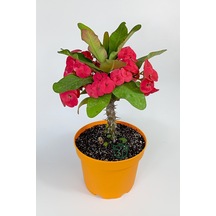 Euphorbia Milii Eforbia Büyük Çiçekli Dikenler Tacı Koyu Pembe