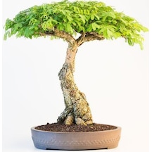 Bodur Gümüş Akasya Bonzai Ağacı Tohumu 5 Adet Tohum Bonsai Ağacı Tohumu