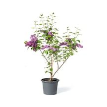Kokulu Leylak Ağacı Fidanı 1 Adet Saksılı/tüplü 30-60cm Dış Mekan Bitkisi