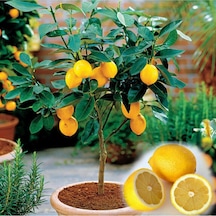 10 Adet Bodur Saksı Bonsaı Limon Tohumu + 10 Adet Hediye Karışık Renk Gül Çiçek Tohumu
