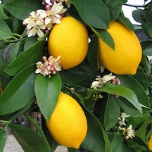 12 Litrelik Saksıda Bodur Mayer Limon Fidanı Yaş 3 Boy 90-100Cm