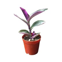 Tradescantia Zebrina Kaktüs Sukulent Fidanı 10-20 Cm