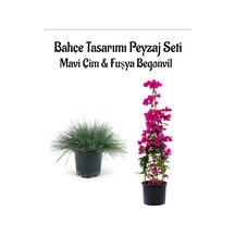 Mavi Çim 1 Adet Saksılı 10-20cm +fuşya Begonvil 40-80cm Bahçe Seti