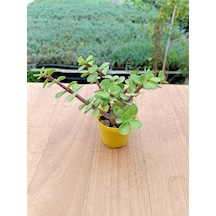 Portulacaria Afra Variegata Yeşil Fil Azığı Sukulent 5,5 Cm Saksıda